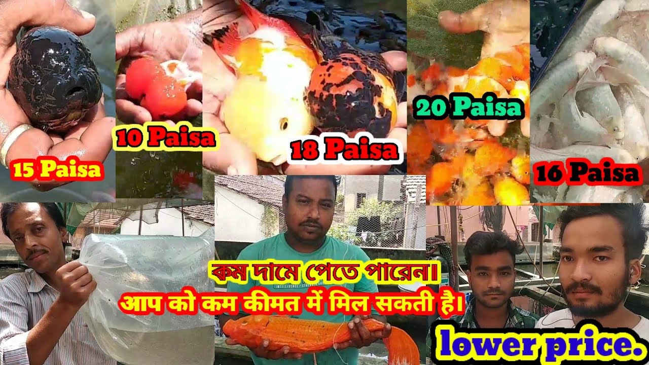 He sold 1 lakh 50 thousand fish in one day🐕He sold fish at low prices