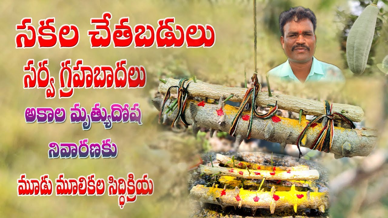 సకల చేతబడులు సర్వగ్రహబాధలు,అకాల మృత్యుదోష నివారణకు మూడు మూలికల సిద్ధిక్రియ|chetabadi nivarana plants