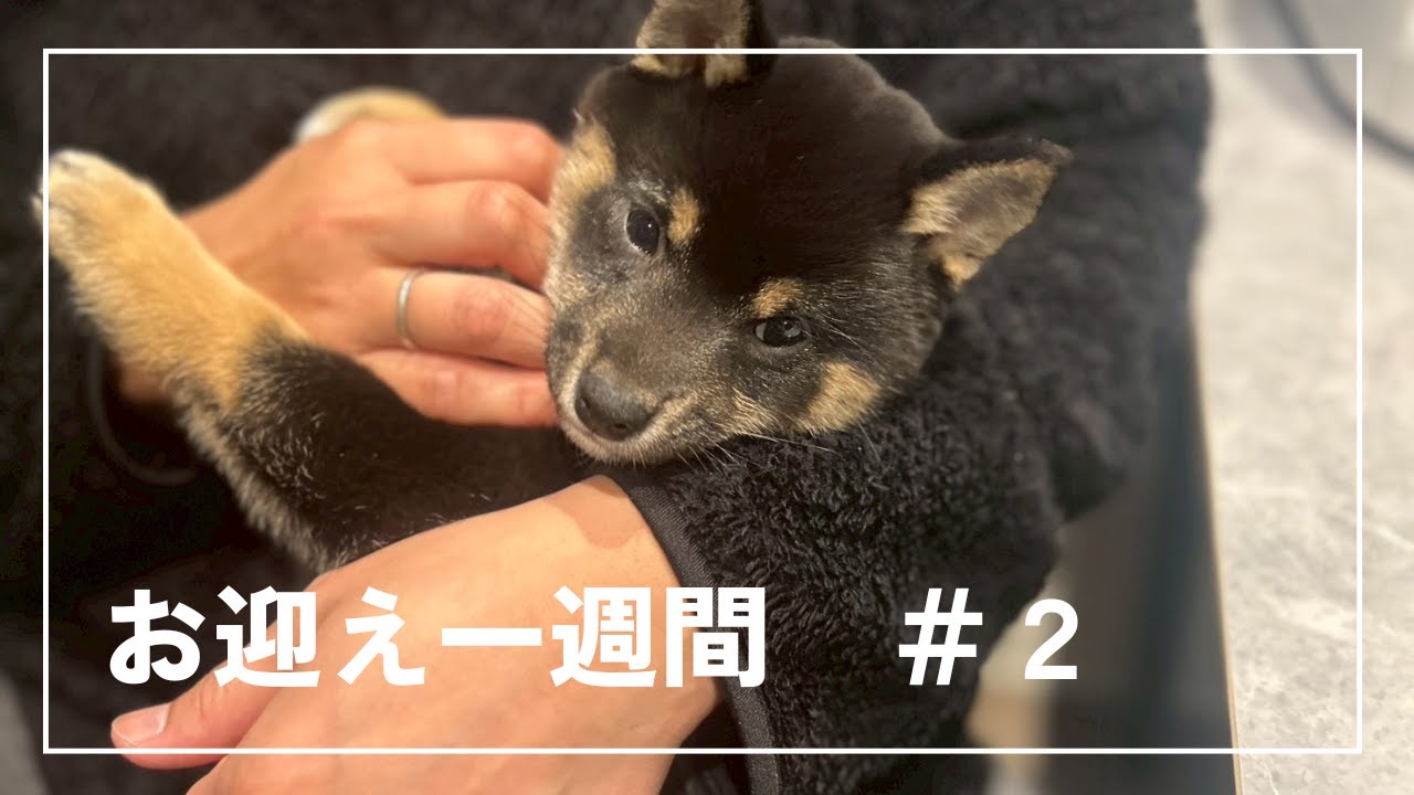 【お迎え一週間】もちあん日記　＃２
