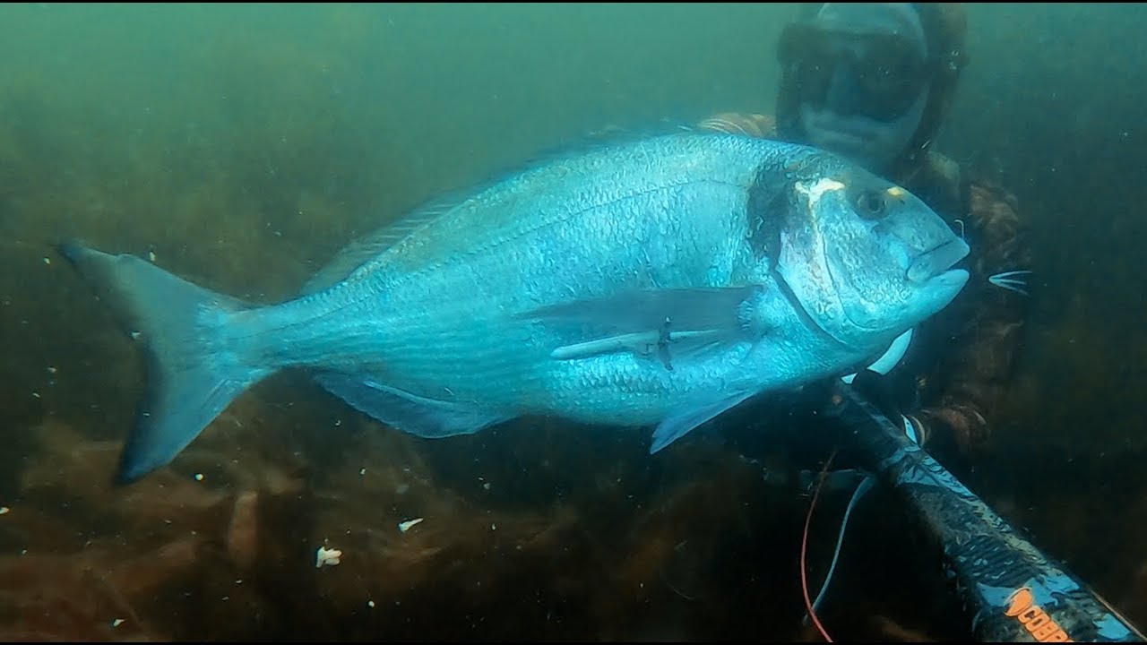 Dorade Royale 4 Kilos - Chasse sous marine 2019