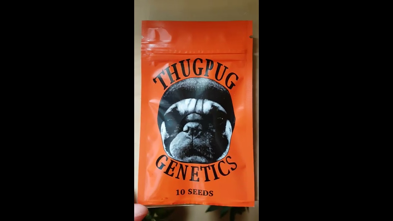 Thug Pug Genetics - Peanutbutter Breath