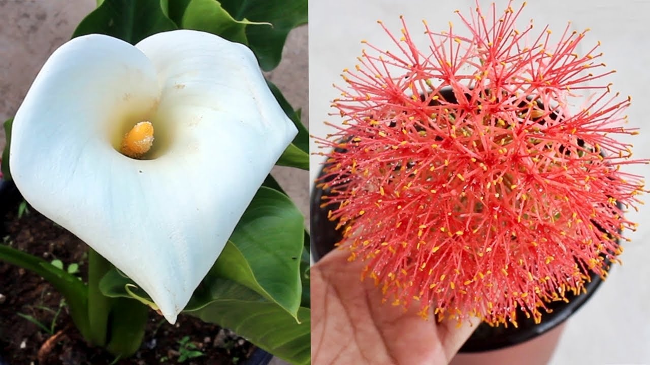 TOP 10 Summer Lilies & Bulbs to Grow in Pots