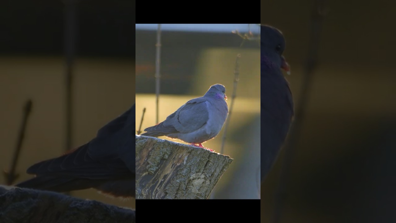 Early Morning Stock Dove Against A Passing Train #birds