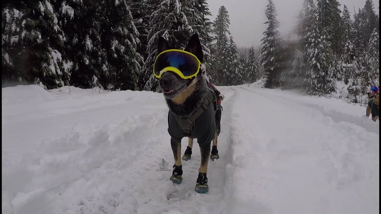 Ruffwear Polar Trex Dog Boots