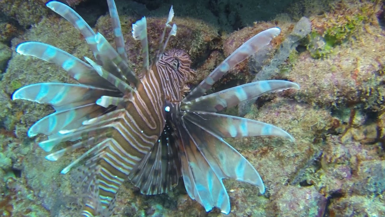 Plongée à Los Roques Venezuela HD / Buceo Los Roques / Diving in Los Roques