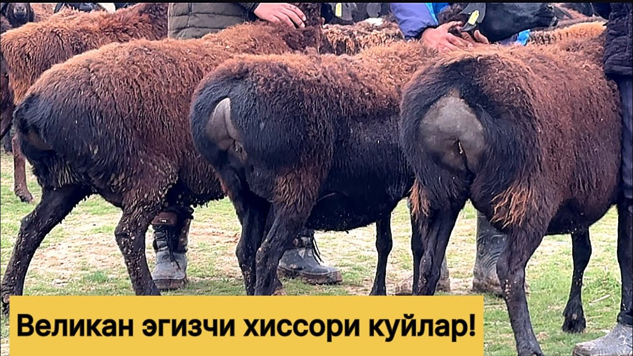 Великан хиссори эгизчи куйлар!943320698☎️ 990989325☎️