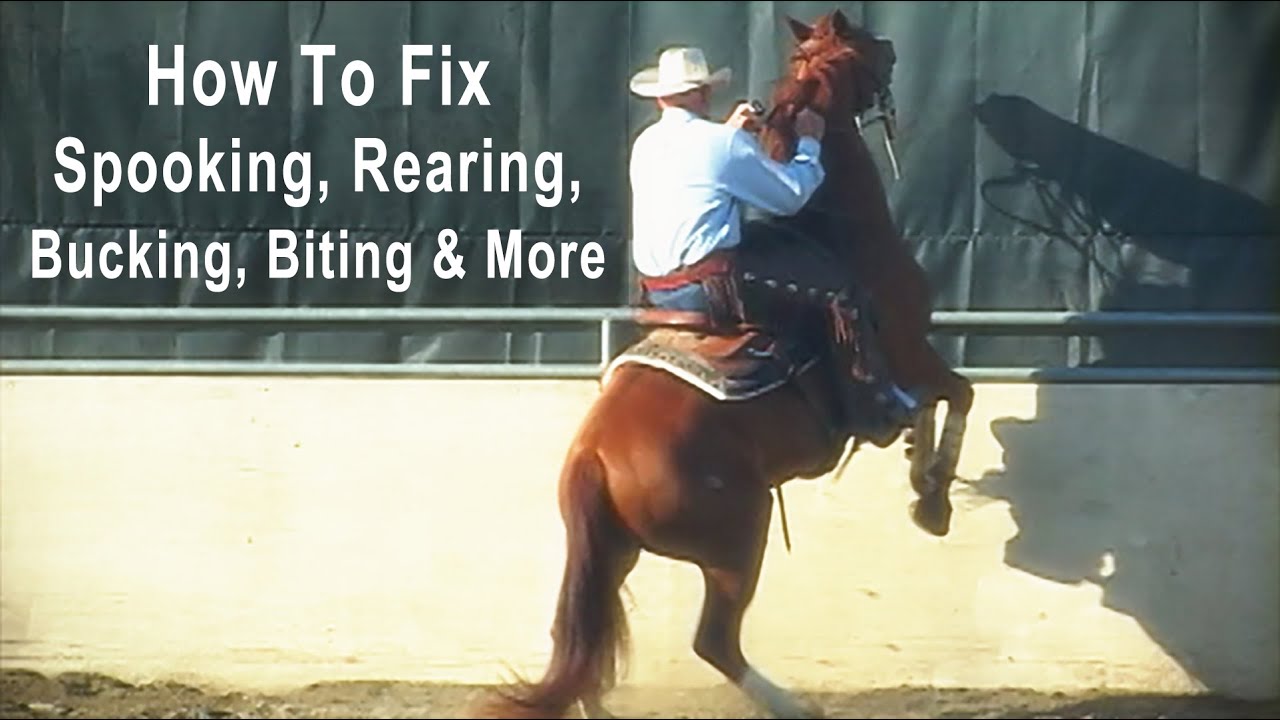 How To Fix Horses That Spook, Rear, Bite, Buck, Kick & More!