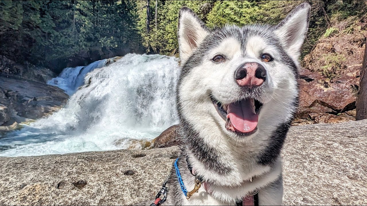 My Husky's Epic Journey To Reach This Waterfall!