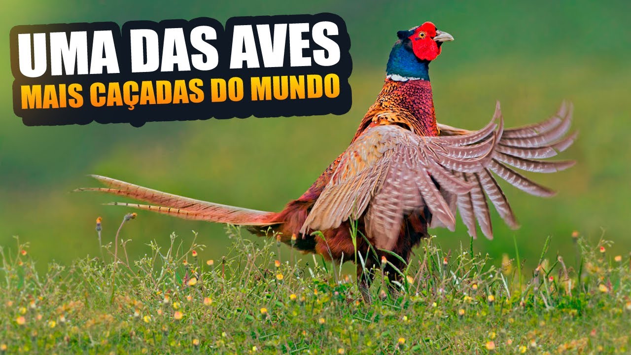 Fais&atilde;o-coleira: Uma das aves mais lindas do mundo