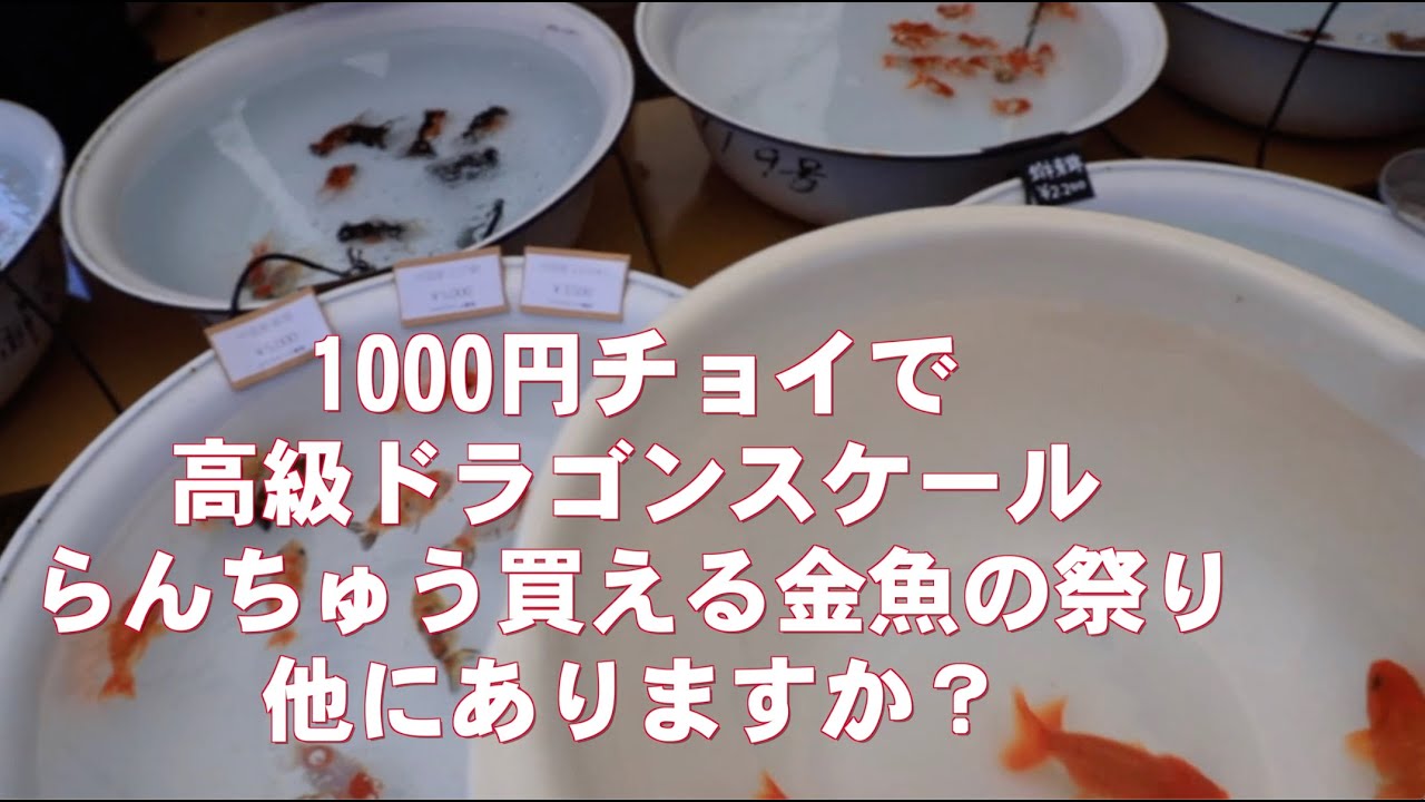 ①【火の国長洲金魚まつり】〜1000円チョイで 高級ドラゴンスケール らんちゅう買える金魚の祭り 他にありますか？〜
