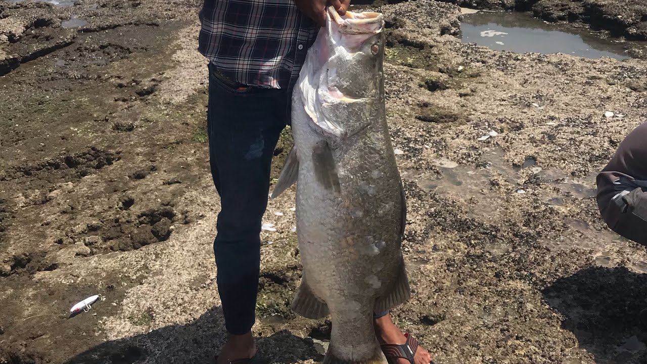 Monster barramundi # Fishing&casting