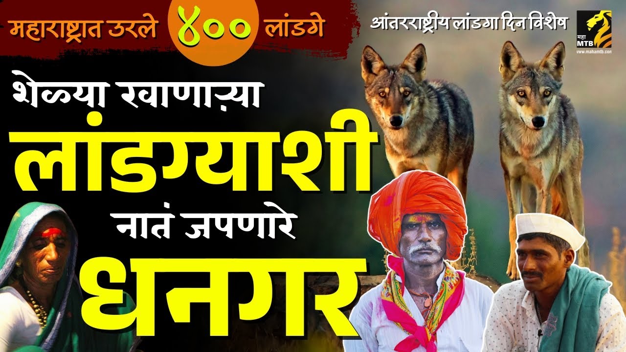 संकटग्रस्त लांडग्यांना आपलंस करणारे धनगर | wolf dhangar relation | international wolf day | Maha MTB