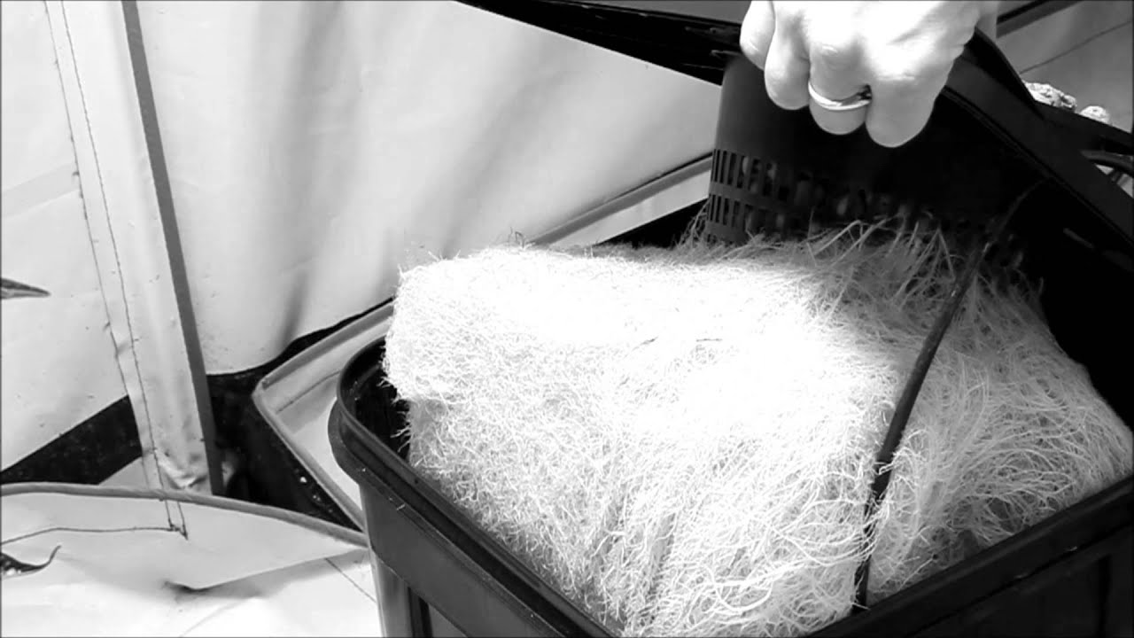 Under Current XXL Hydroponics -HUGE- Root System Harvest Time!!!