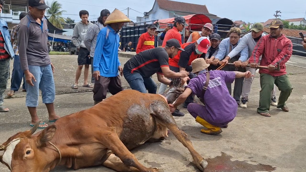 PROSES SAPI MELAHIRKAN DI PASAR‼️