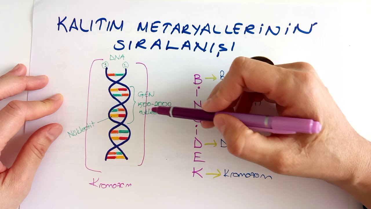 DNA VE GENETİK KOD