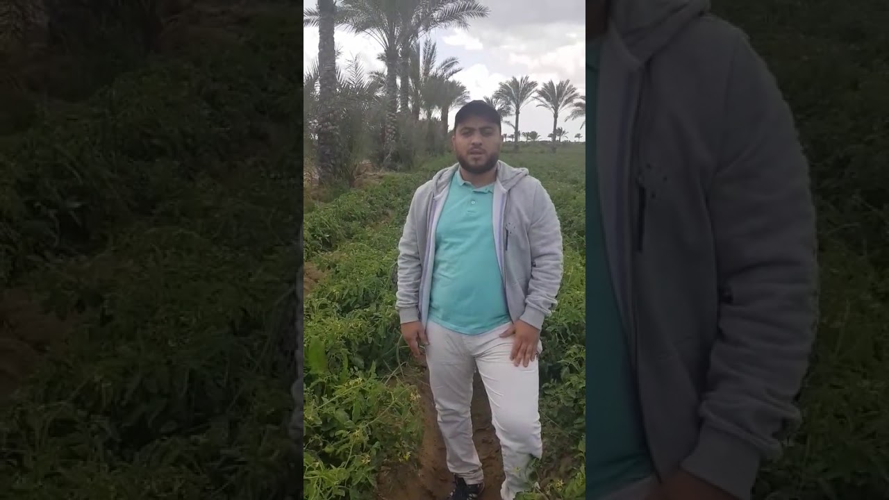 التبقع البكتيري وعلاجه في الطماطم