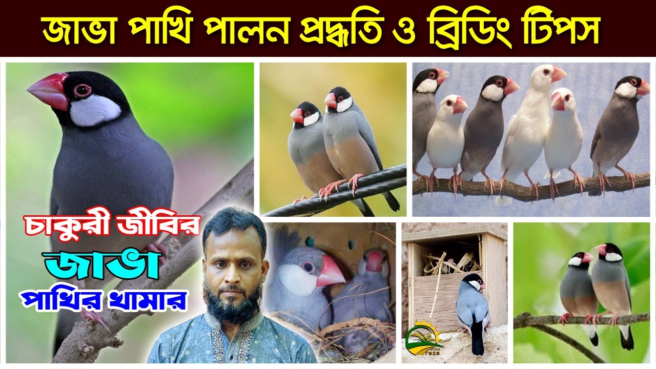 জাভা পাখি পালন পদ্ধতি ও দাম  Java Sparrow Bird Rearing  Java Pakhi Palon