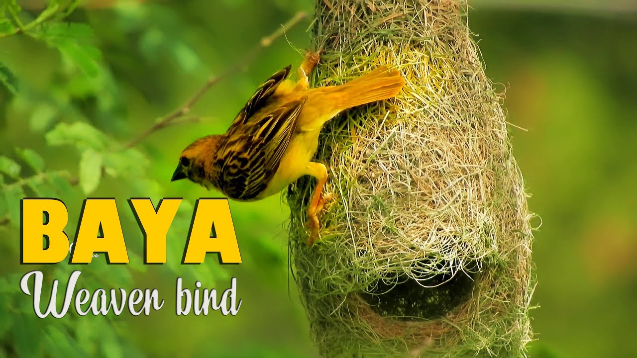 Baya weaver bird Documentary film