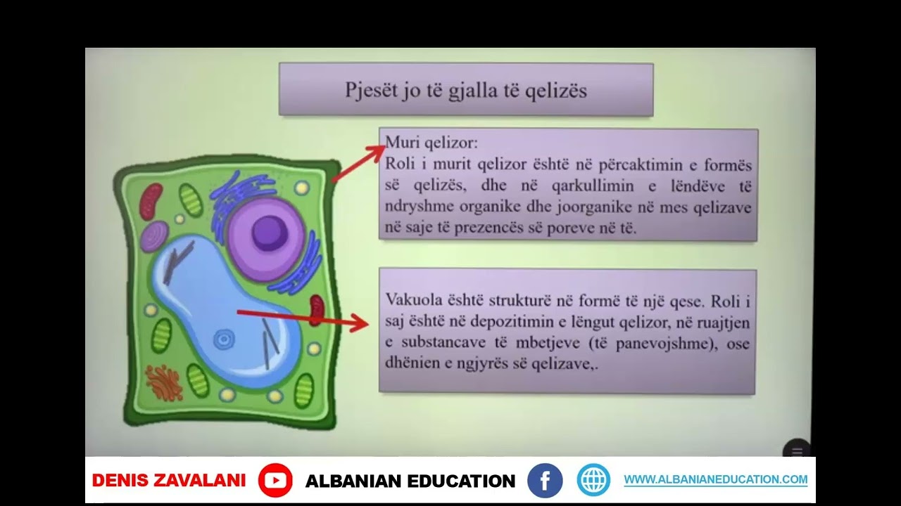 8 06 001 Java e parë Biologji Qeliza