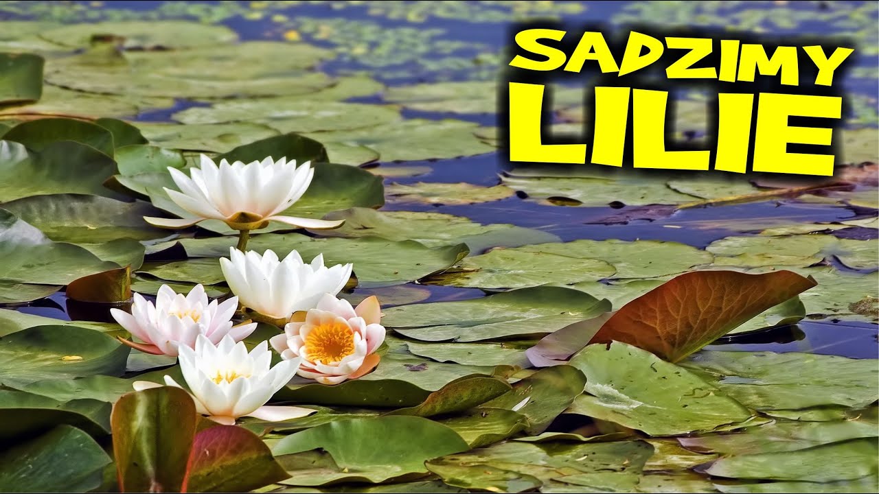 LILIE WODNE w naszym stawie + odwiedzamy królestwo lilii wodnych
