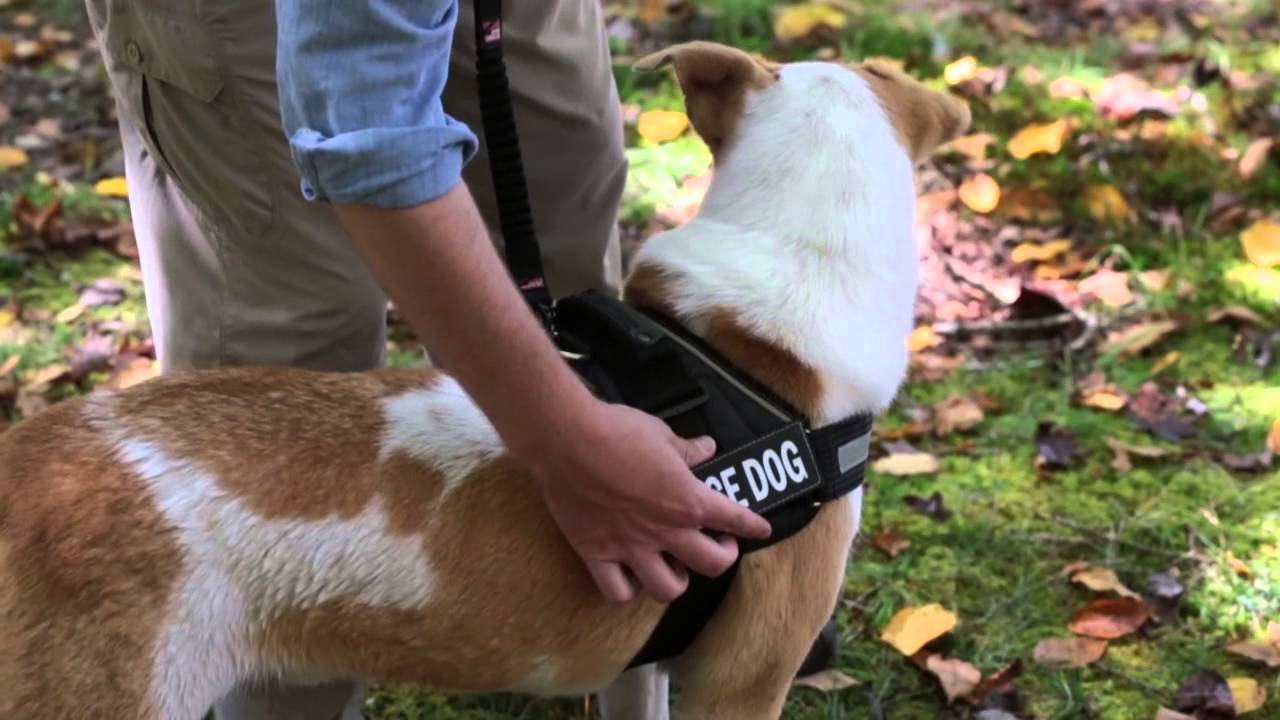 The Ezydog Convert Harness from Pawpared.com