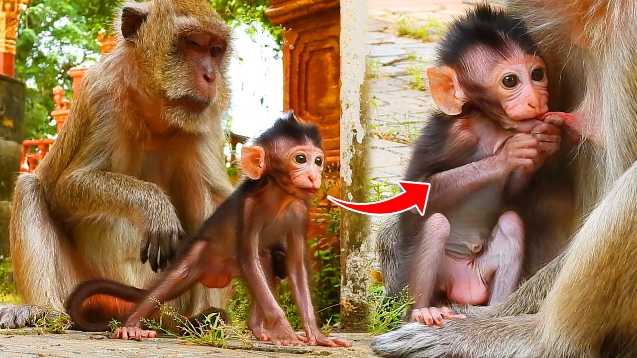 Adorable tiny baby VEGAN grab a nipple her mother VEGAS by two hand to suck milk
