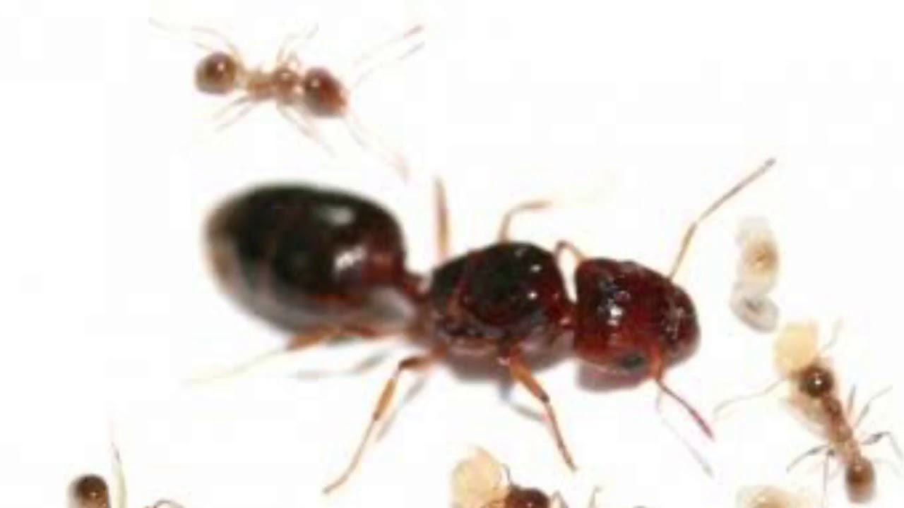 Everything you need to know about pheidole ants