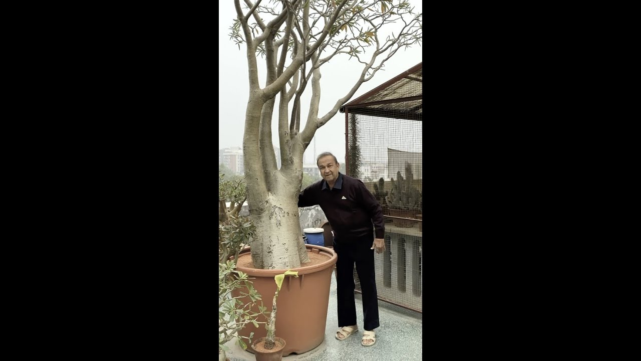 Big Adenium and me