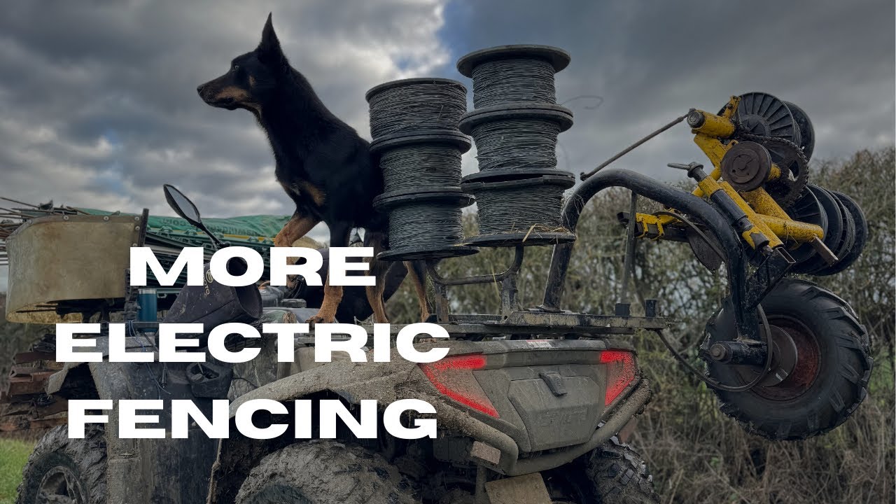 Winter Grazing sheep is ON!