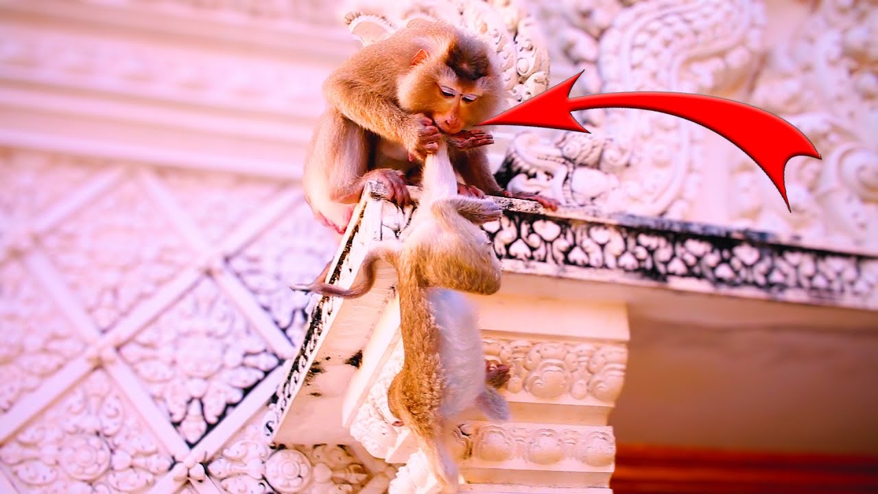 Absolutely Precious! Joyful Monkey Mama Plays with Her Adorable Babies