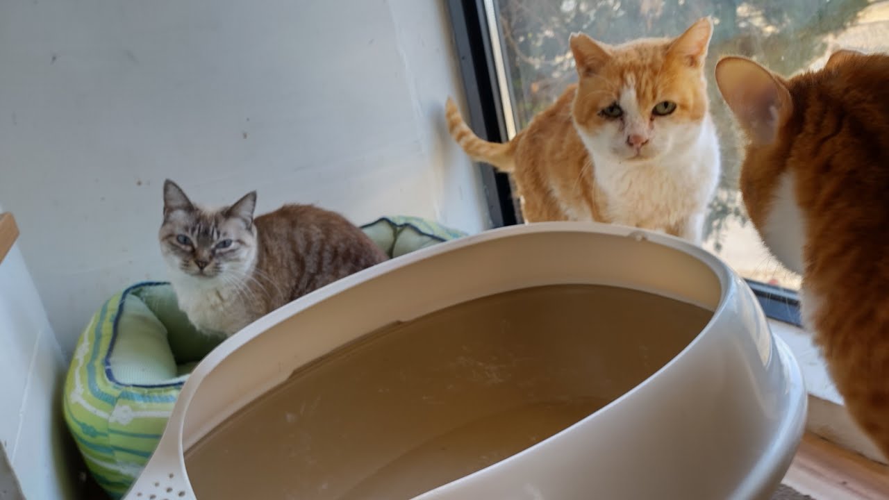 NPO 小さな天使club 保護動物部 がライブ配信中！