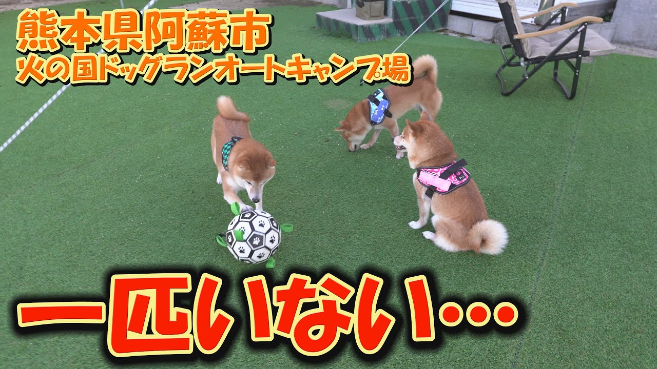 キャンプが大好きな柴犬が突然、行方をくらましました・・・