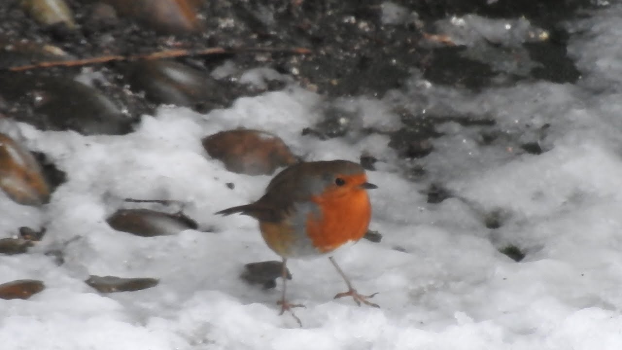 First Snow of the Year 26. Feed the birds UK 09 01 26