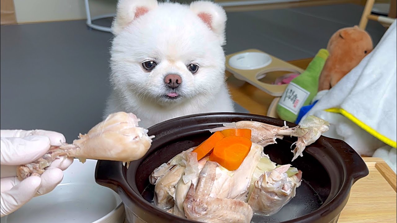 무더위에 지친 강아지에게 닭백숙을 통째로 끓여줬더니..