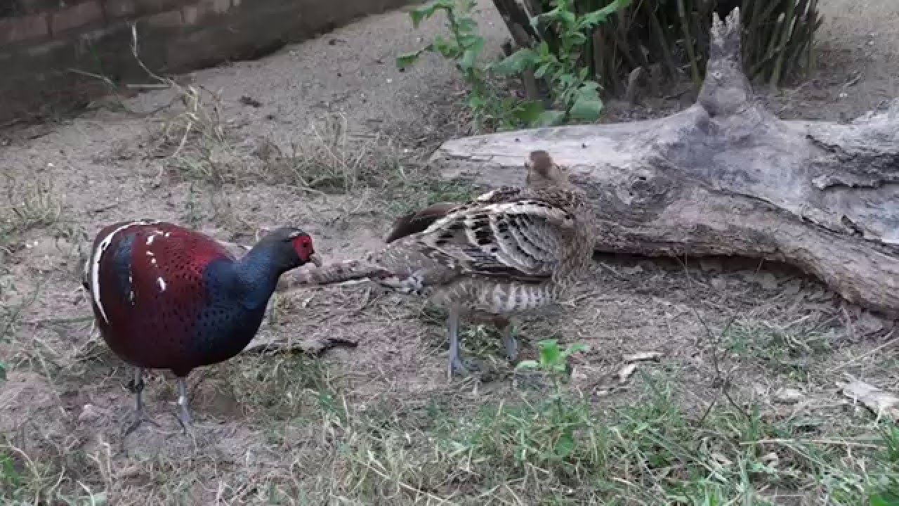 Hume's Bar Tailed Pheasants