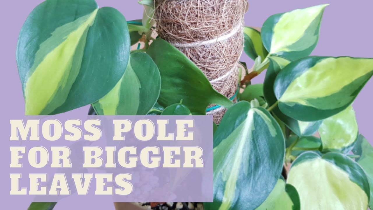 Do This to Have Bigger Leaves on Your Philodendron Brasil | Planting Cuttings + Update