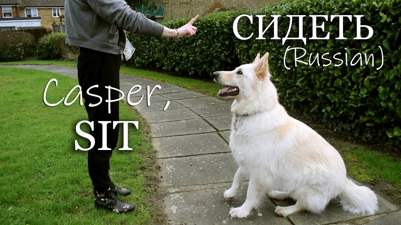 HOW TO TRAIN A DOG IN TWO LANGUAGES | ENGLISH & RUSSIAN | BILINGUAL FAMILY