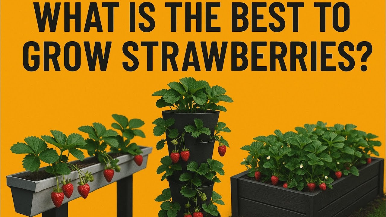 What is the BEST way to grow STRAWBERRIES?