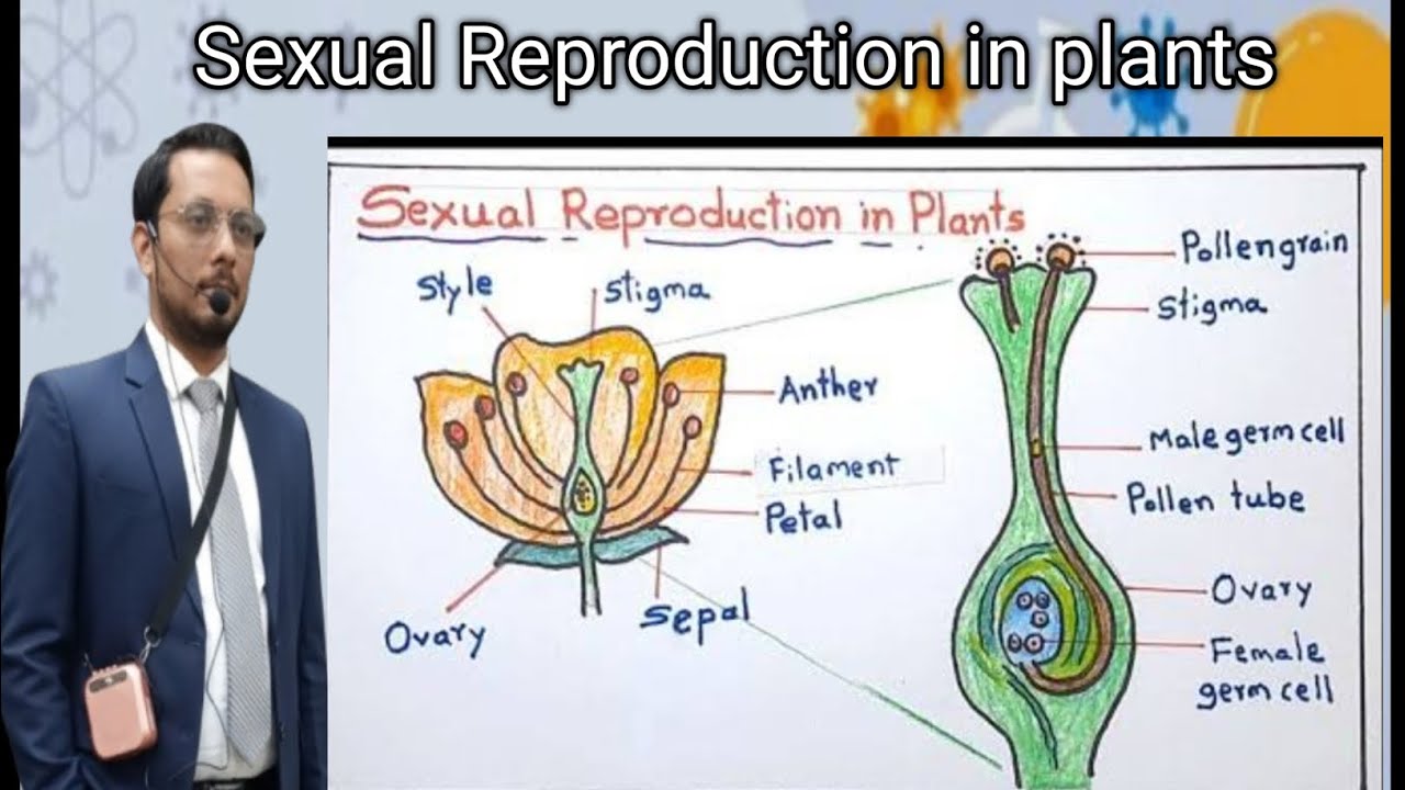 #stamen #pistil#flower#zygote#fruit#embryo#pollination# self pollination #cross pollination # 