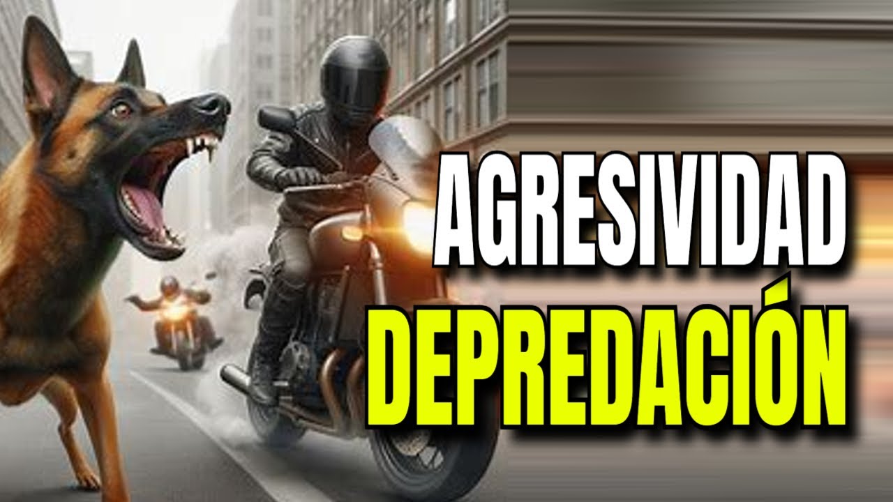 Pastor Malinois con Agresividad por Depredación: Caso Real y Solución