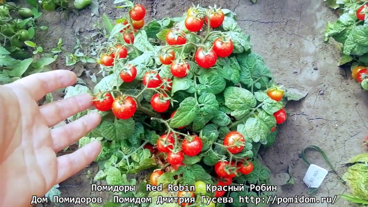 Помидоры &mdash; Red Robin &mdash; Красный Робин один из самых низеньких сортов помидоров черри. pomidom.ru