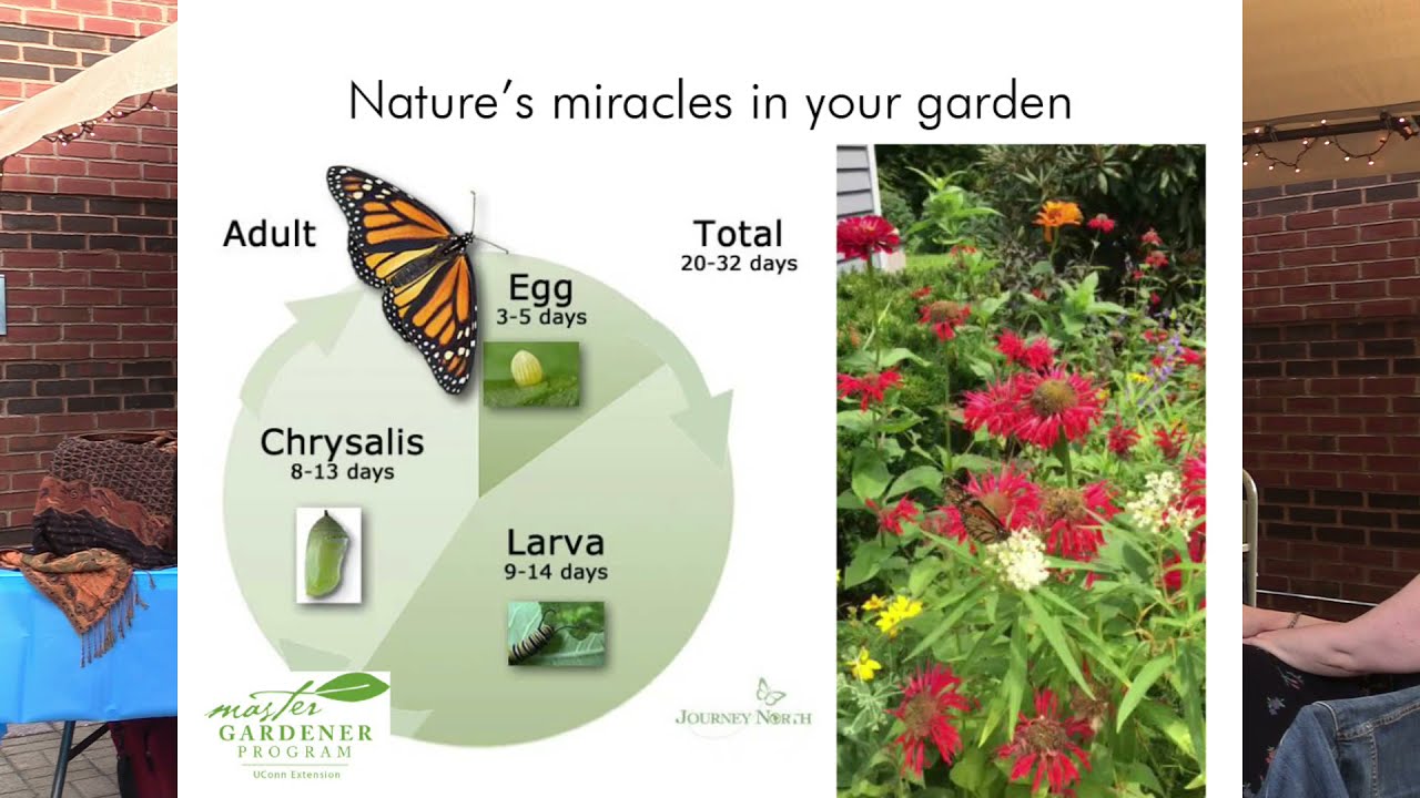 Monarch-Friendly Gardens and Raising Monarchs with Alice Ely