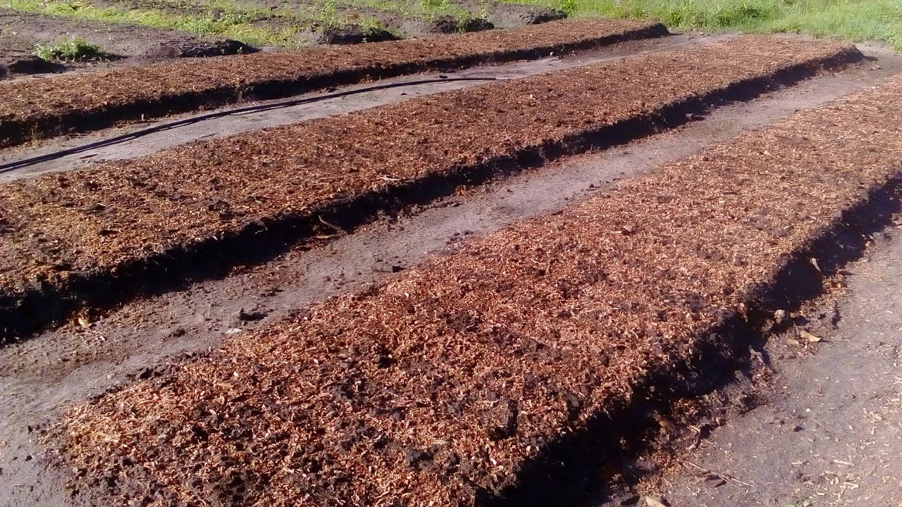 Como usar esterco de galinha nos canteiros para o plantio de coentro