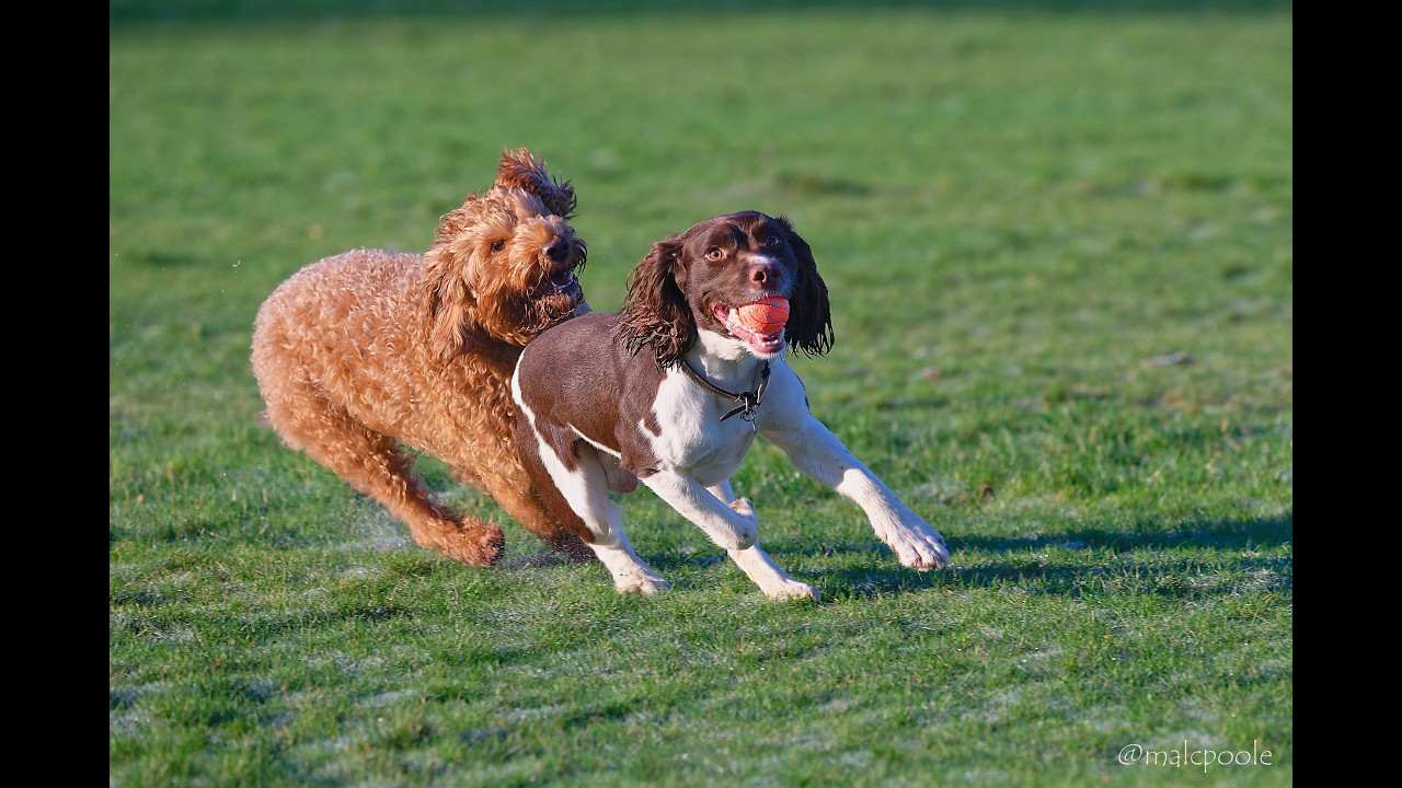 Rounday Park Dogs