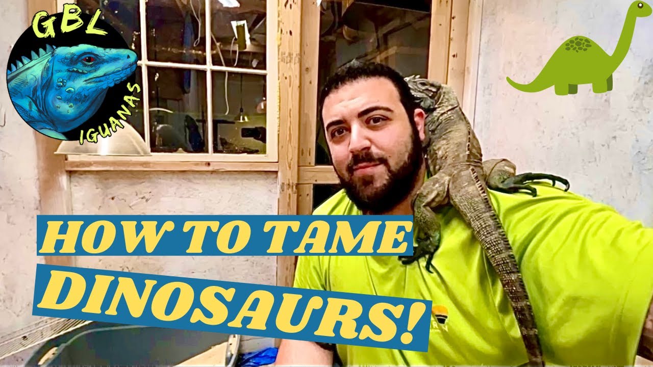 SOCIALIZING ROCK IGUANAS! HELPFUL TIPS TO GET A TAME LIZARD!