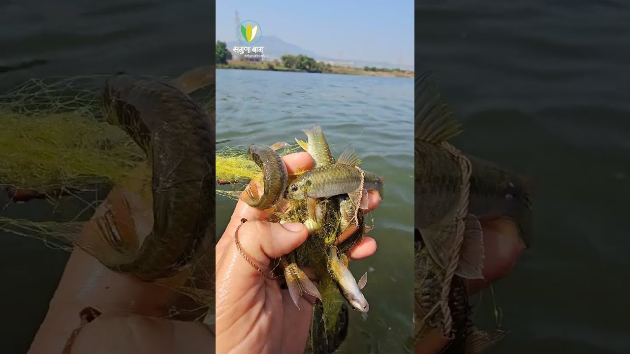 River Fishing at Saguna Baug | नदीचे मळे मासे. #Fishing #river