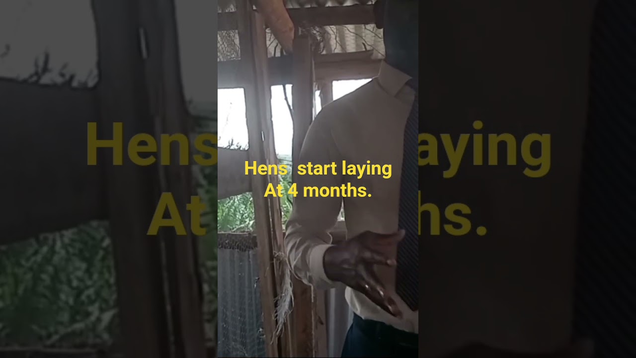 How  long do hens take to start laying?local chicken 