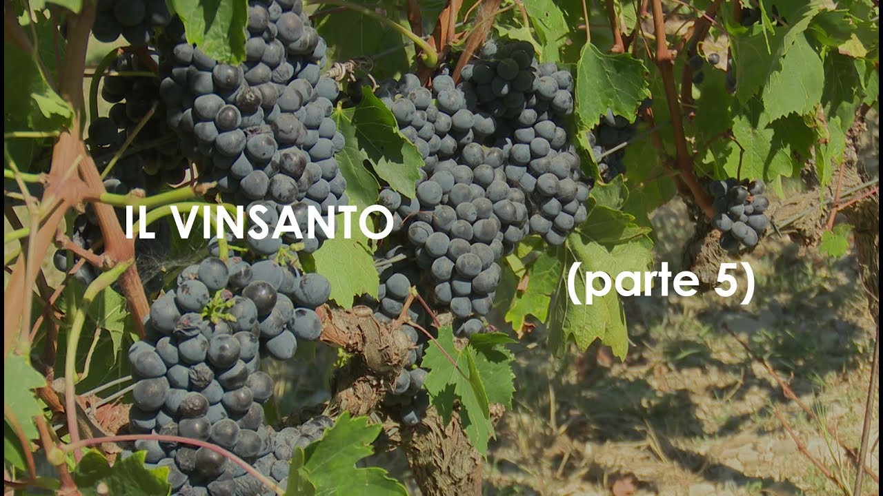 Parte 5   IL VINSANTO