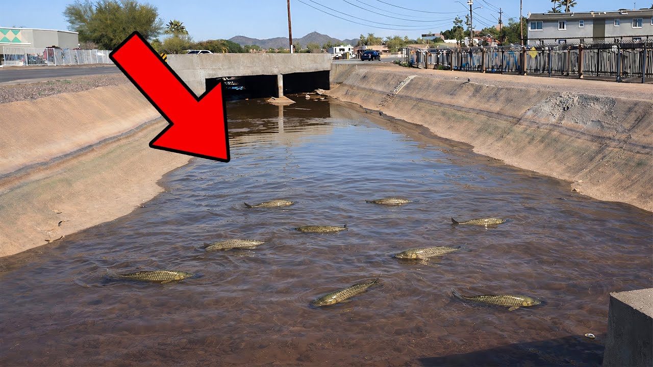 This Drained Canal Was Full Of TRAPPED FISH (Insane)