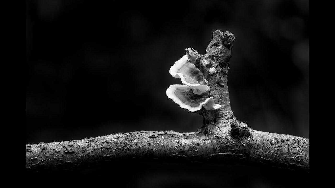 Photographing Woodland Fungi
